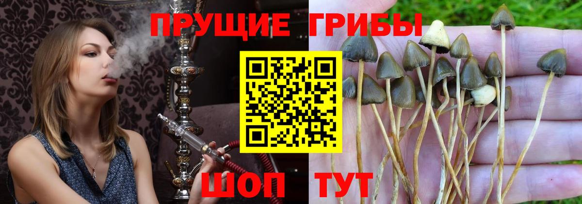 Галлюциногенные грибы GOLDEN TEACHER Вятские Поляны